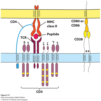 <p>Using the diagram below, explain the main biochemical and/or cellular function of each component shown. In your answer, indicate which cell type is expressing that component.  Do not bother describing structure. Focus on function.  /10</p>