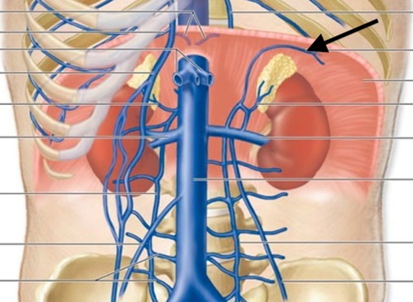 <p>drain the inferior surface of the diaphragm into the inferior vena cava</p>