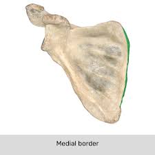 <p>The edge of the scapula that is closest to the vertebral column, providing attachment for muscles, smooth and rounded</p>
