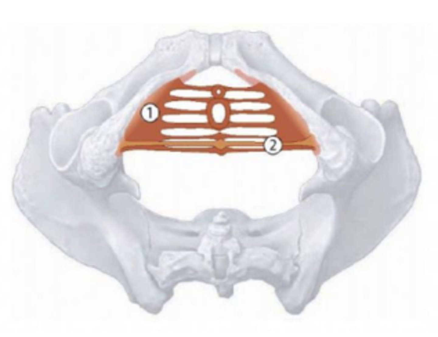 <p>welke spieren van het diaphragma urogenitale worden hier aangeduid</p>