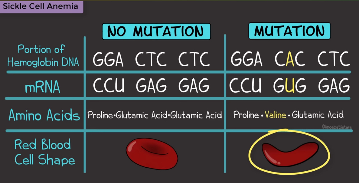 <p>When one nucleotide is replaced by a different nucleotide</p><p>Causes an incorrect base pair</p><p>Point refers to the fact that these mutations happen at a single point </p>
