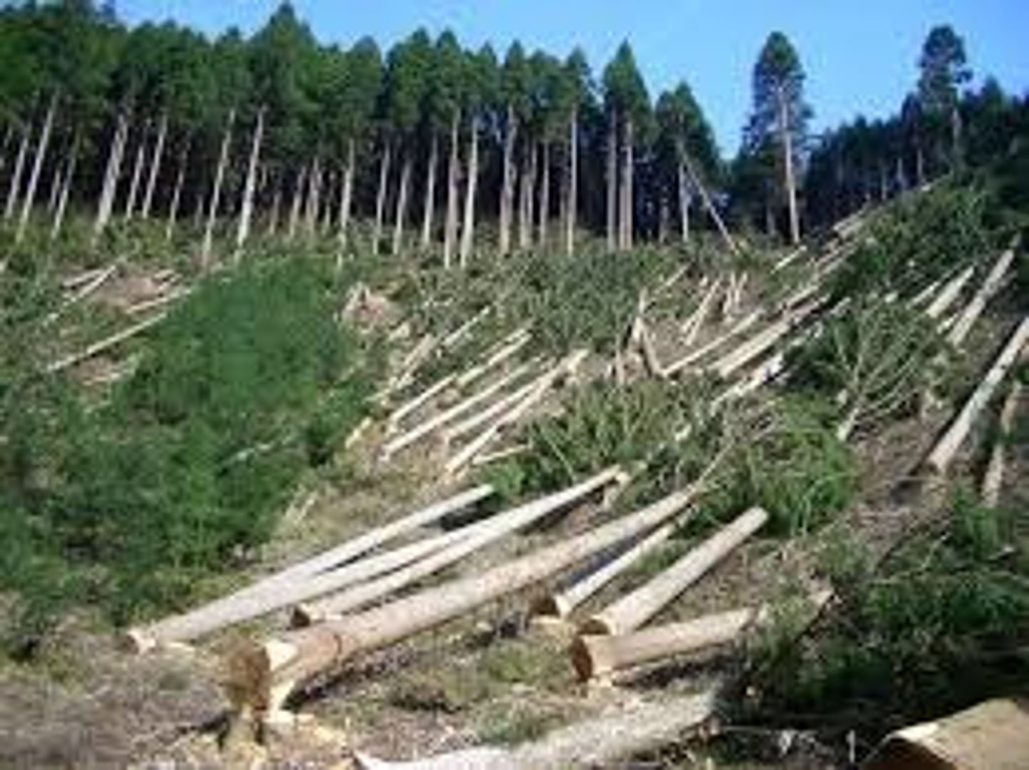 <p>The clearing of trees, transforming a forest into cleared land.</p>