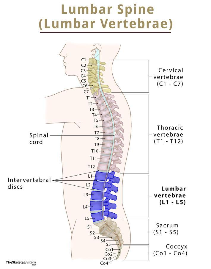 <p>lower back</p>