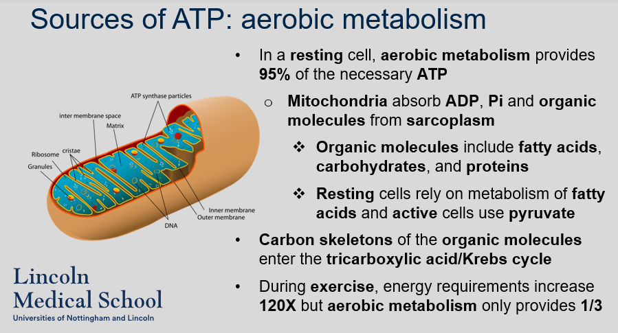 <p>Aerobic metabolism provides 95% of the necessary ATP in resting muscle cells. Mitochondria absorb ADP, Pi, and organic molecules such as fatty acids, carbohydrates, and proteins from the sarcoplasm. Resting muscle cells rely on the metabolism of fatty acids as a source of energy, while active muscle cells use pyruvate. Carbon skeletons of the organic molecules enter the tricarboxylic acid/Krebs cycle to produce ATP. However, during exercise, energy requirements increase 120 times but aerobic metabolism only provides one-third of the necessary ATP.</p>