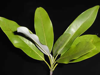 <p>Location: lowlands and swamps, common ornamental</p><p>Bark: Smooth, light grey</p><p>Leaf: simple, entire margin, smooth with white waxy coating on underside</p><ul><li><p>Showy white flowers with 6-15 petals</p></li></ul><p></p>