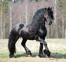 What horse breed?