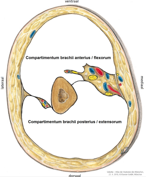 <p>2:</p><ul><li><p>compartimentum brachii anterius / flexorum</p></li><li><p>compartimentum brachii posteriur / extensorum</p></li></ul><p></p>