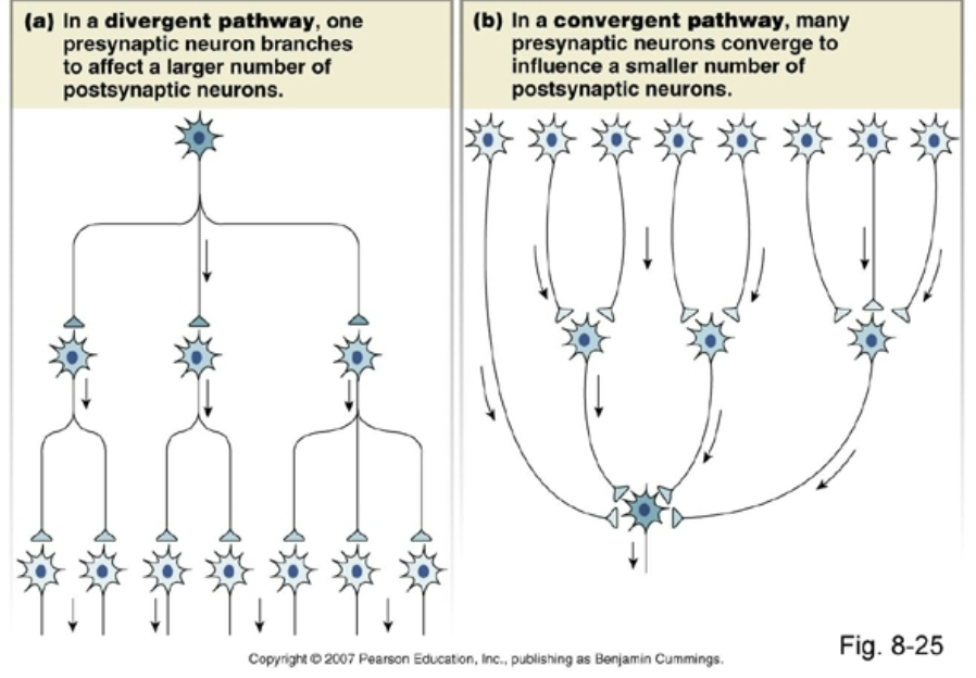 <p>divergent: 1 presynaptic neuron branches to affect larger number of postsynaptic neurons</p><p>convergent: many presynaptic neurons converge to influence smaller number of postsynaptic neurons</p>