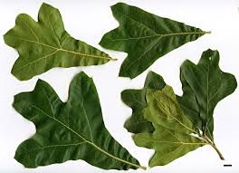 <p>what is the scientific name of&nbsp;Blackjack Oak</p>