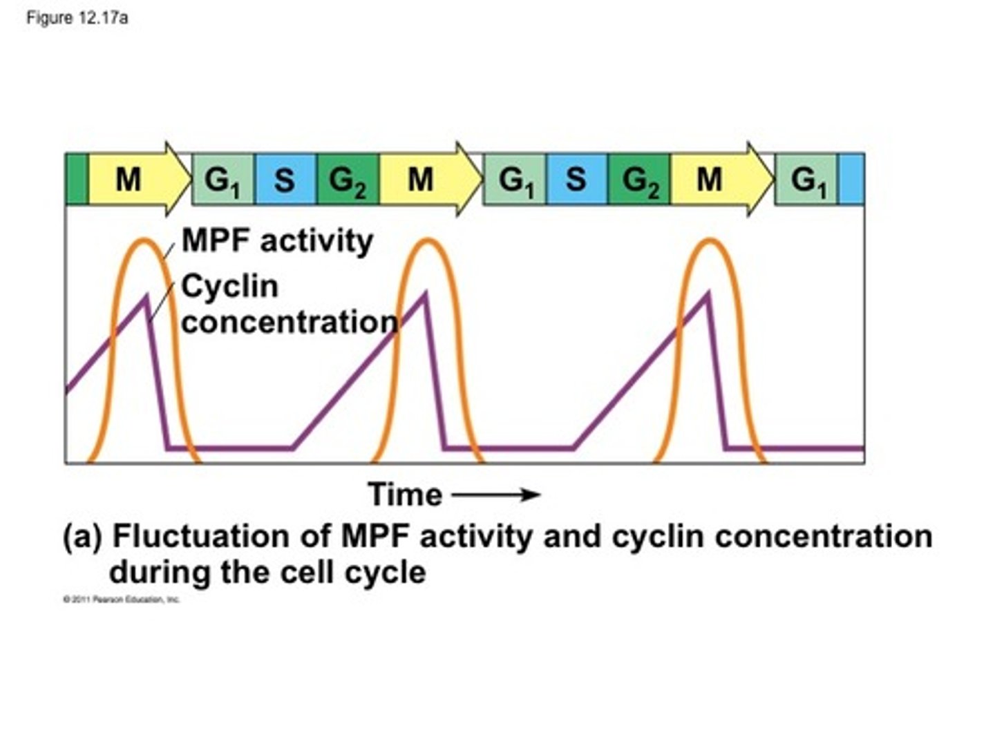 <p>(Maturation-promoting factor) a protein complex required for a cell to progress from late interphase to mitosis. The active form consists of cyclin and a protein kinase.</p>