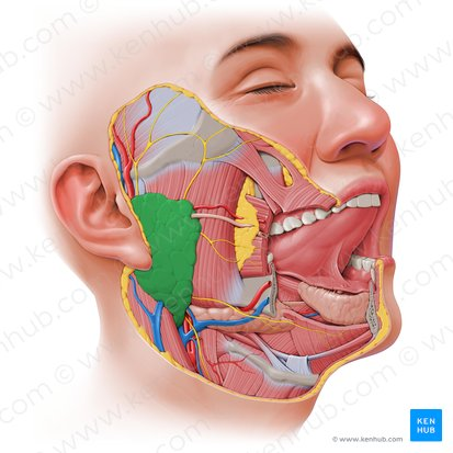 <ul><li><p>The largest of the major salivary glands, located superficially and somewhat posteriorly to the mandible (jawbone). </p></li><li><p>It produces saliva rich in enzymes (like amylase) which is secreted into the oral cavity to begin the digestion of carbohydrates.</p></li></ul><p></p>