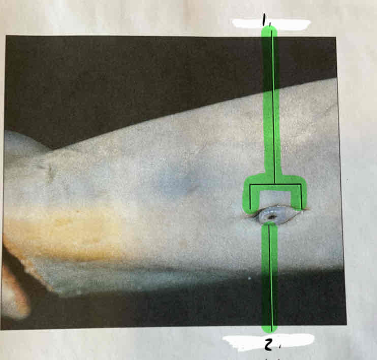 term image
