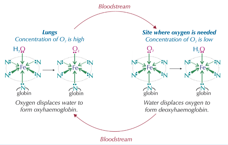 <ul><li><p>haemoglobin transports oxygen around the body and substitutes it for&nbsp;water where needed</p></li><li><p>if CO is inhaled, then haemoglobin can substitute the water or oxygen ligands, forming carboxyhaemoglobin</p></li><li><p>but CO binds more strongly to haemoglobin and doesn’t exchange for water or oxygen ligands</p></li><li><p>this may therefore starve the body of oxygen, causing headaches/dizziness/death</p></li></ul><p></p>