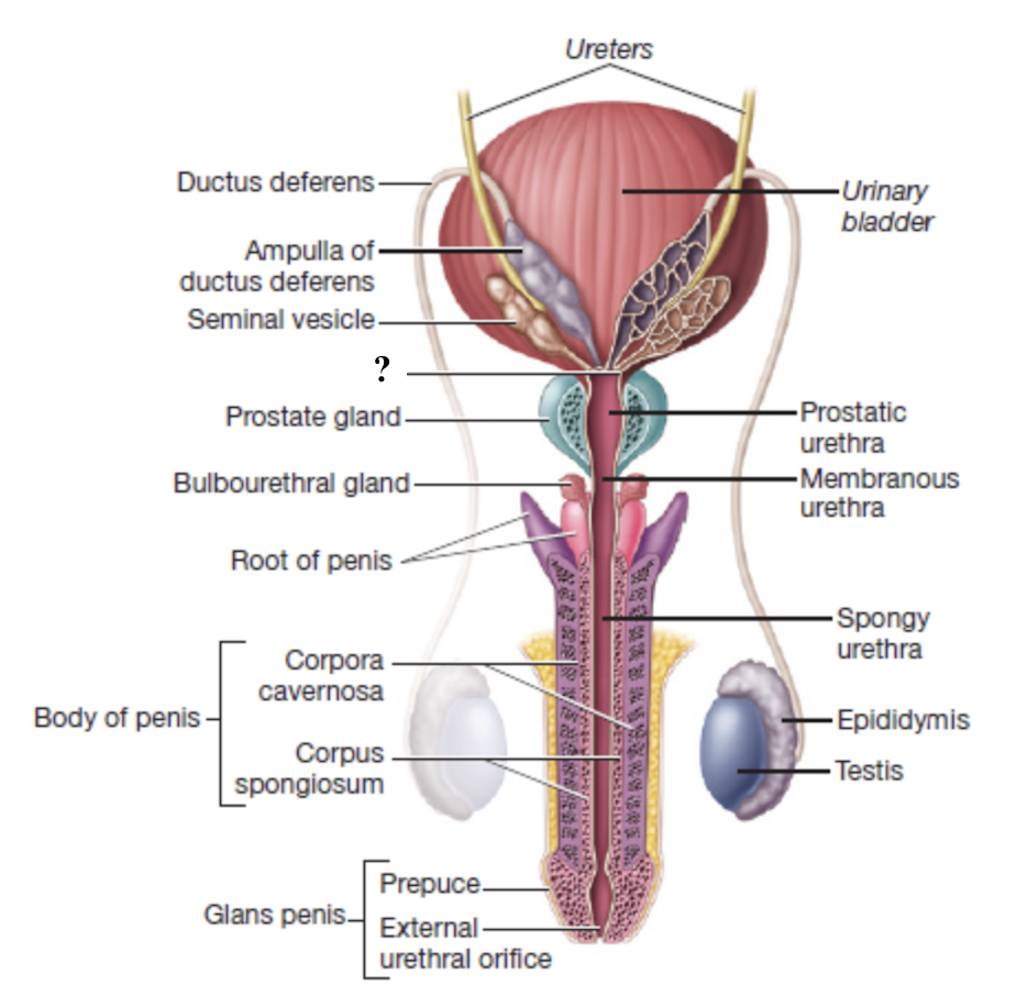 <p>formed by the union of the ampulla of the ductus deferens and the seminal vesicle duct</p><ul><li><p>passes through the prostate gland and empties into the prostatic urethra</p></li></ul><p></p>