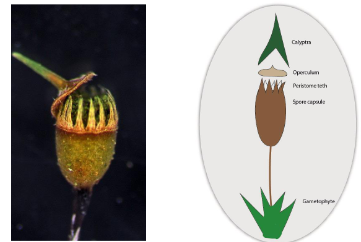 <p>opens via a circular lid and <strong>slowly</strong> releases spores</p>