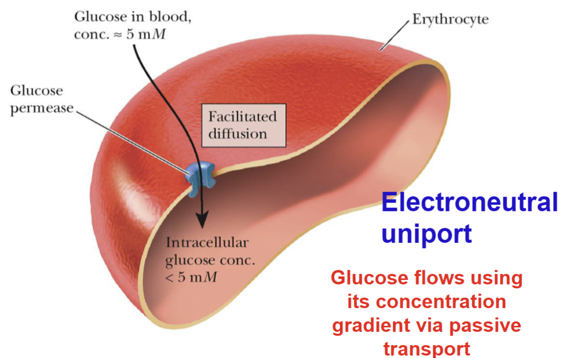 <p>Facilitated Diffusion</p>