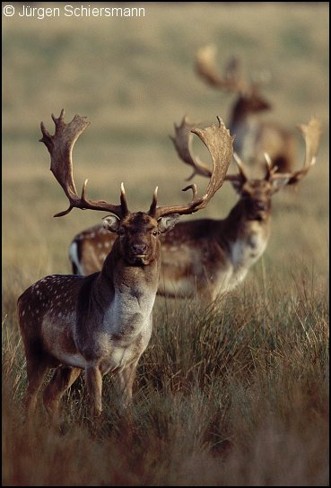 <p>Fallow deer </p>