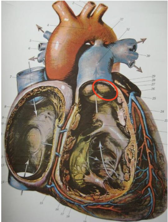 <p>underneath the pulmonary trunk to the left</p>