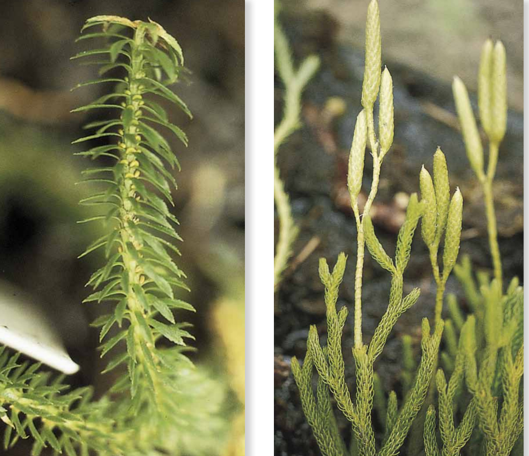 <p>Club mosses:lycopodium, Selaginella, and isoetes (quillwarts)</p><p>Consists of nonwoody herbaceous plants</p><p>Posses microphylls ( leaves with single vein)</p><p>The sporophytes consists of a branching rhizome</p><p>Most with Protostele</p><p>The sporangia in on or in the axils of the sporophylls</p><p></p>