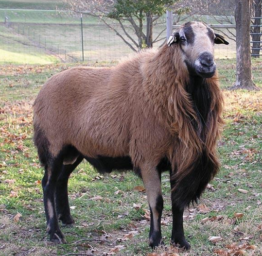 <ul><li><p>One of the<strong> first hair sheep to be imported to America</strong></p></li><li><p><strong>Will be polled</strong></p><ul><li><p>Another breed (Mouflon x Rambouillet) created the Barbados, a <strong>horned breed</strong> marketed for hunting</p></li></ul></li><li><p>Known for their toughness and durability</p></li></ul><p></p>