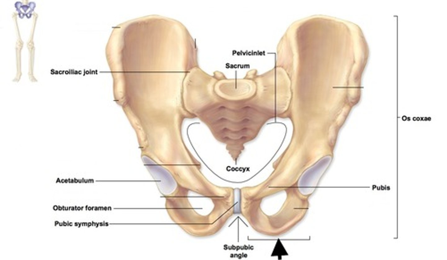 <p>bone</p><p>u-shape below</p>