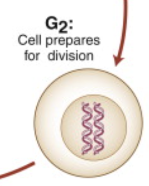 <p>it has double of every single structure, chromosomes are decondensed </p>