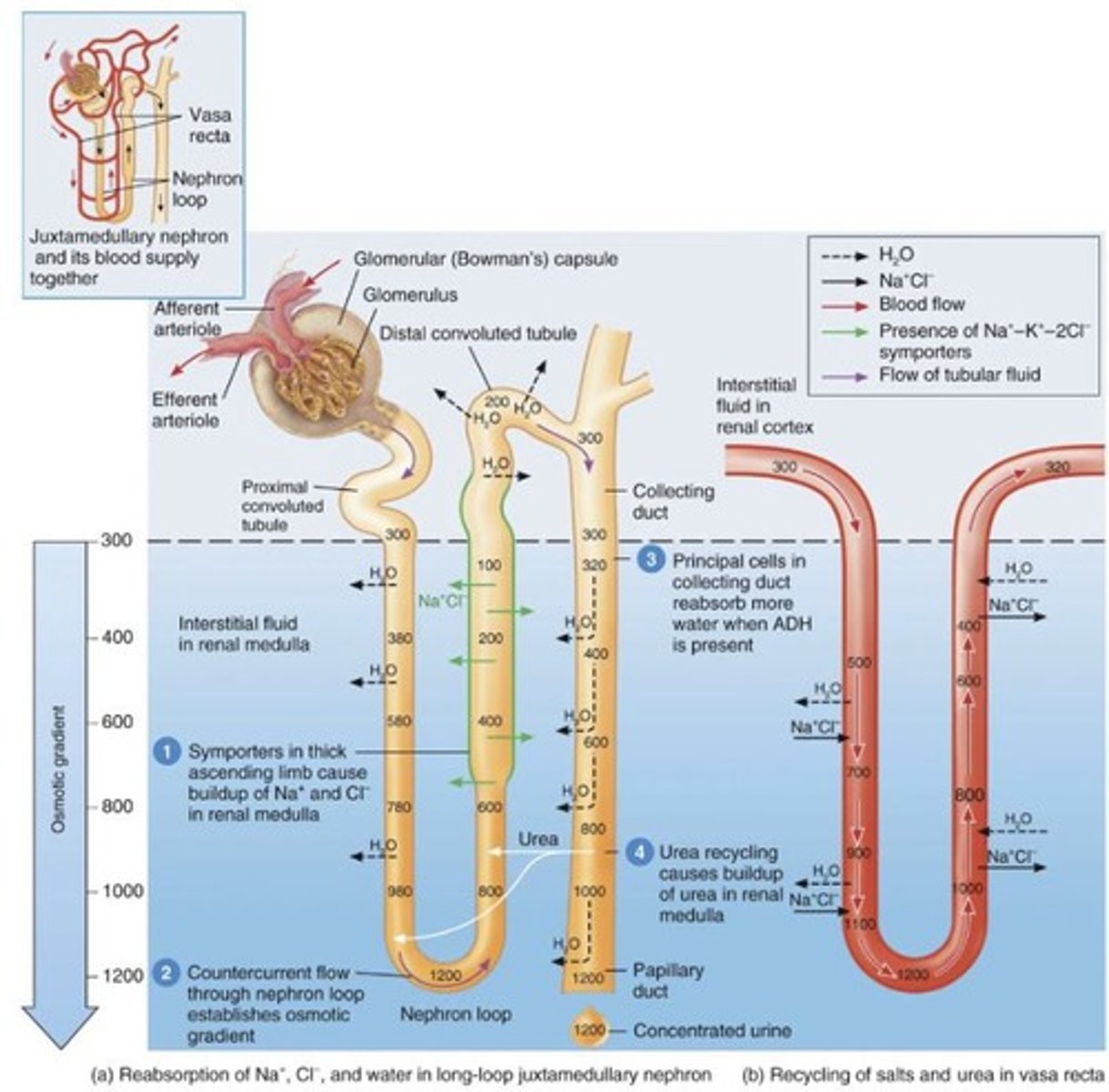 <p>Outer layer of the kidney.</p>