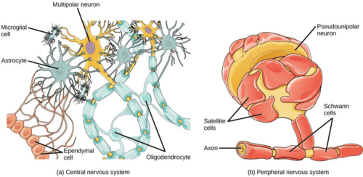 <p>Glial cells that form the myelin sheath in the CNS</p>