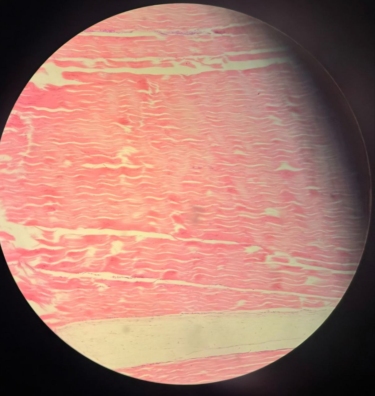 <p>Identify the tissue and mention some sites</p>