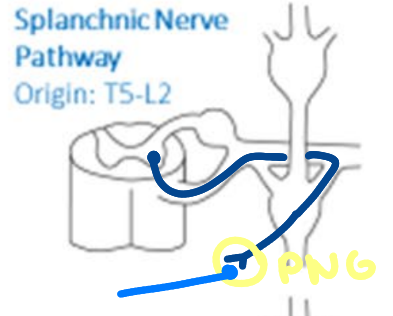 <ul><li><p>Fibers in this pathway originate from the T5-L2 levels.</p></li><li><p>They leave the sympathetic chain in splanchnic nerves that travel to prevertebral ganglia</p></li></ul><p></p>