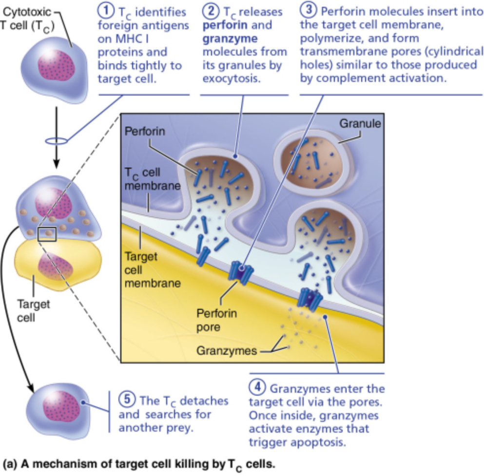 <p>Which of these mechanisms do cytotoxic T (T<sub>C</sub>) cells use to destroy a target--that is, to deliver a lethal hit? </p><p>producing antibodies</p><p>agglutination of target cells</p><p>perforation of the membrane</p><p>opsonization</p>