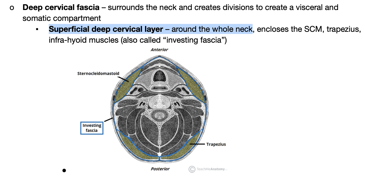 <ul><li><p>whole neck</p></li></ul>