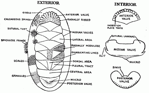 <ul><li><p>“Many plate bearing,” chitons</p></li><li><p>800 species </p></li><li><p>Marine, intertidal areas </p></li><li><p>Shell: 7-8 interlocking plates </p></li><li><p>Thick and flattened mantle (girdle) - used for suction </p></li><li><p>Calcareous spicules in skin </p></li><li><p>Water flows through body on both sides, over gills </p></li><li><p>Linear (straight) digestive tract, full digestive tract, odontophore complex </p></li><li><p>Ladder-like nervous system </p></li><li><p>Sensory (photo, chemo, mechano receptors) </p></li></ul><p></p>