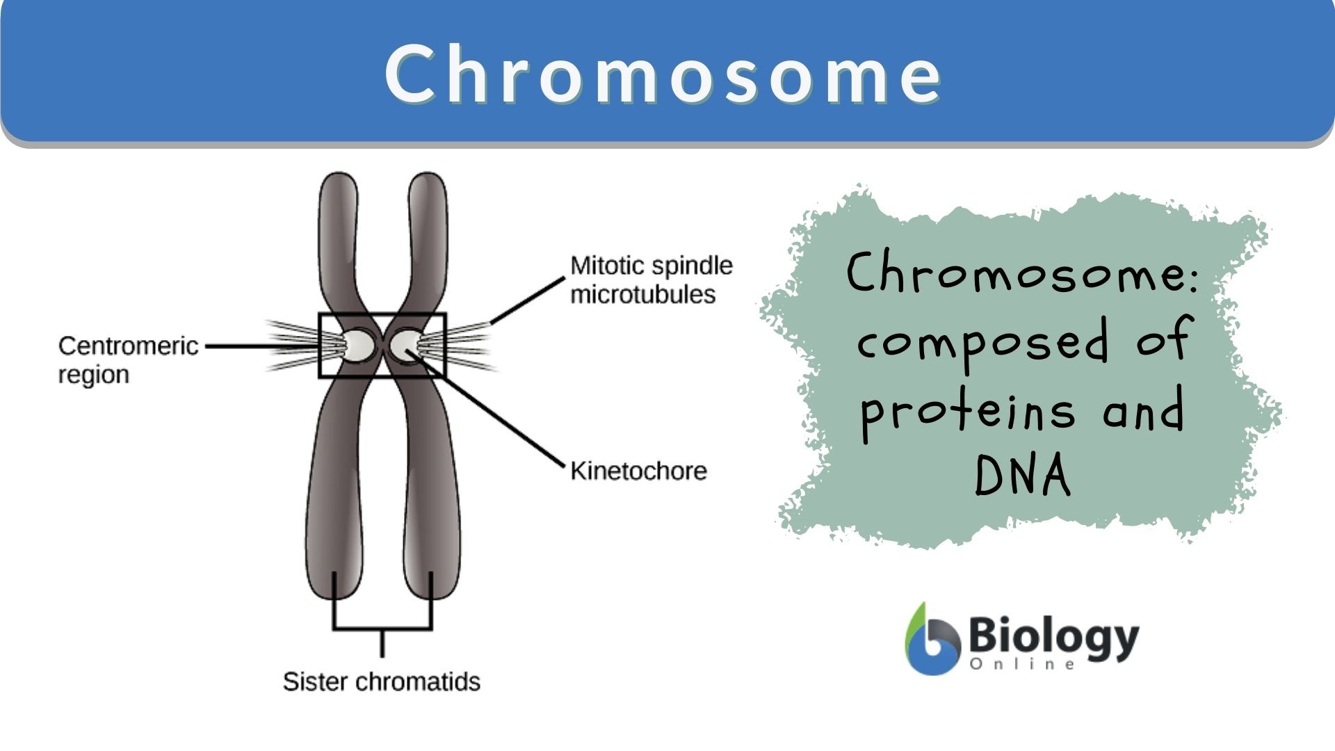 <p>Thread-like structure made of DNA and proteins</p><ul><li><p>Ensures accurate chromosome that the correct instructions are available for cell function and genes are passed down from one generation to the next</p></li></ul>