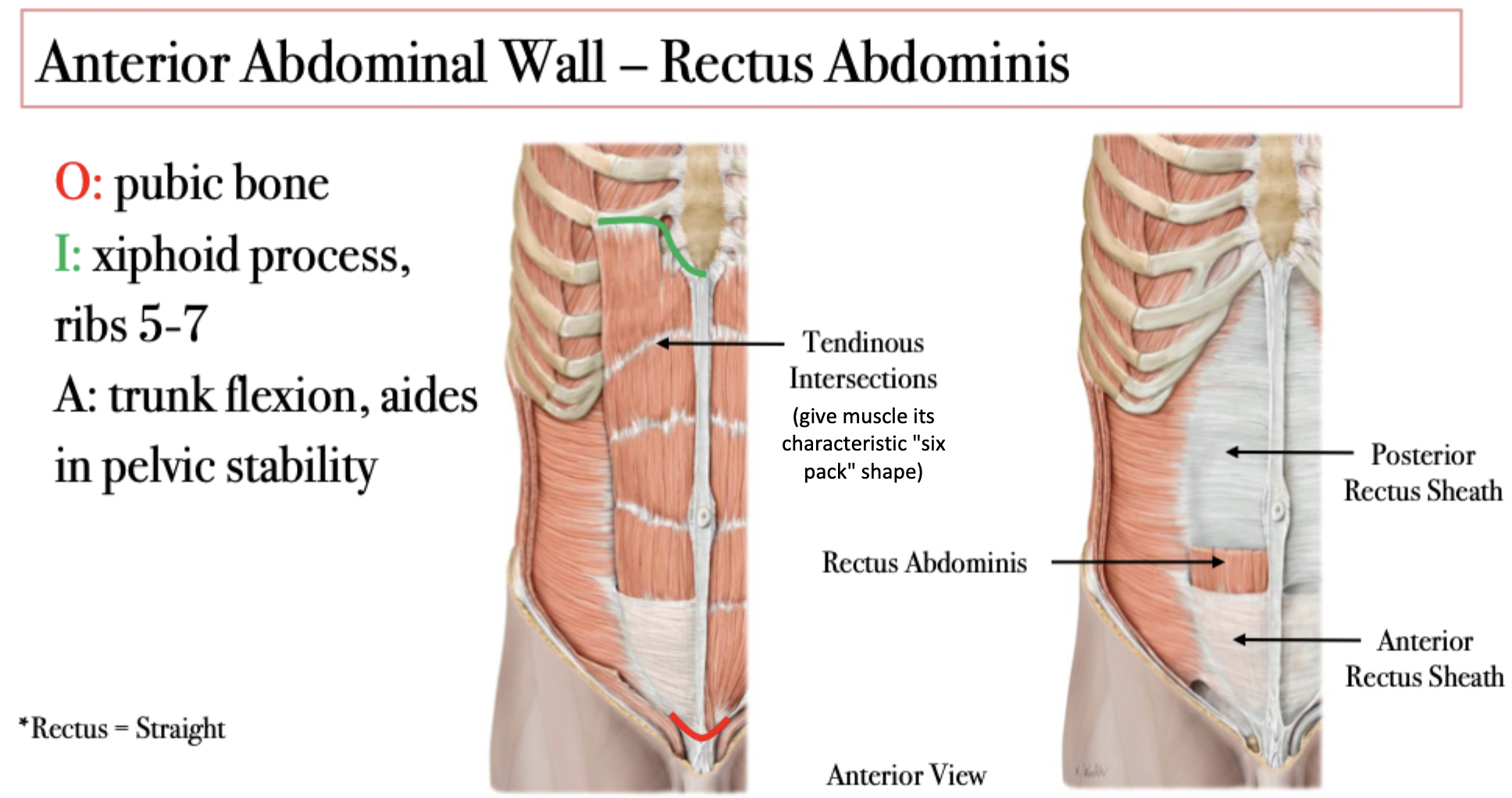 <p>&nbsp;Housed by the rectus sheathe despite not being part of the anterolateral wall, which is formed by the aponeuroses of the muscles in that group</p>