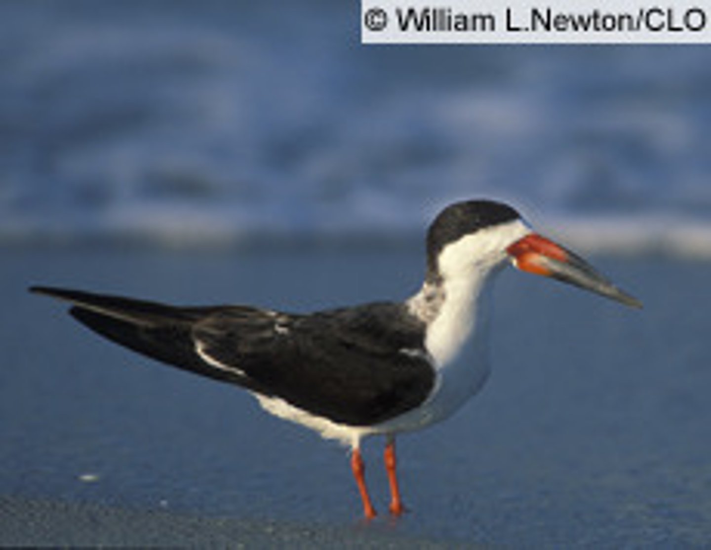 <p>Charadriiformes</p><p>Laridae</p>