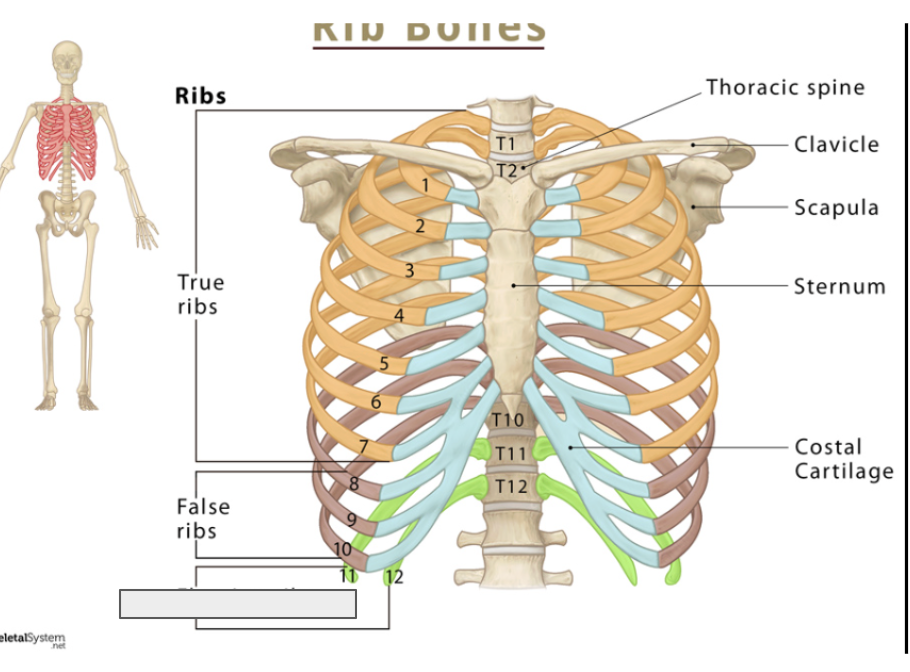 <p>Name the covered ribs</p>