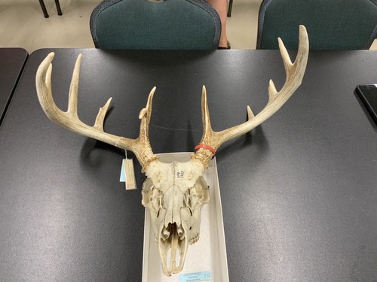 <p>Genus, species</p><p>-antlers not dichotomously branched</p><p>-shallow lachrimal depression</p>