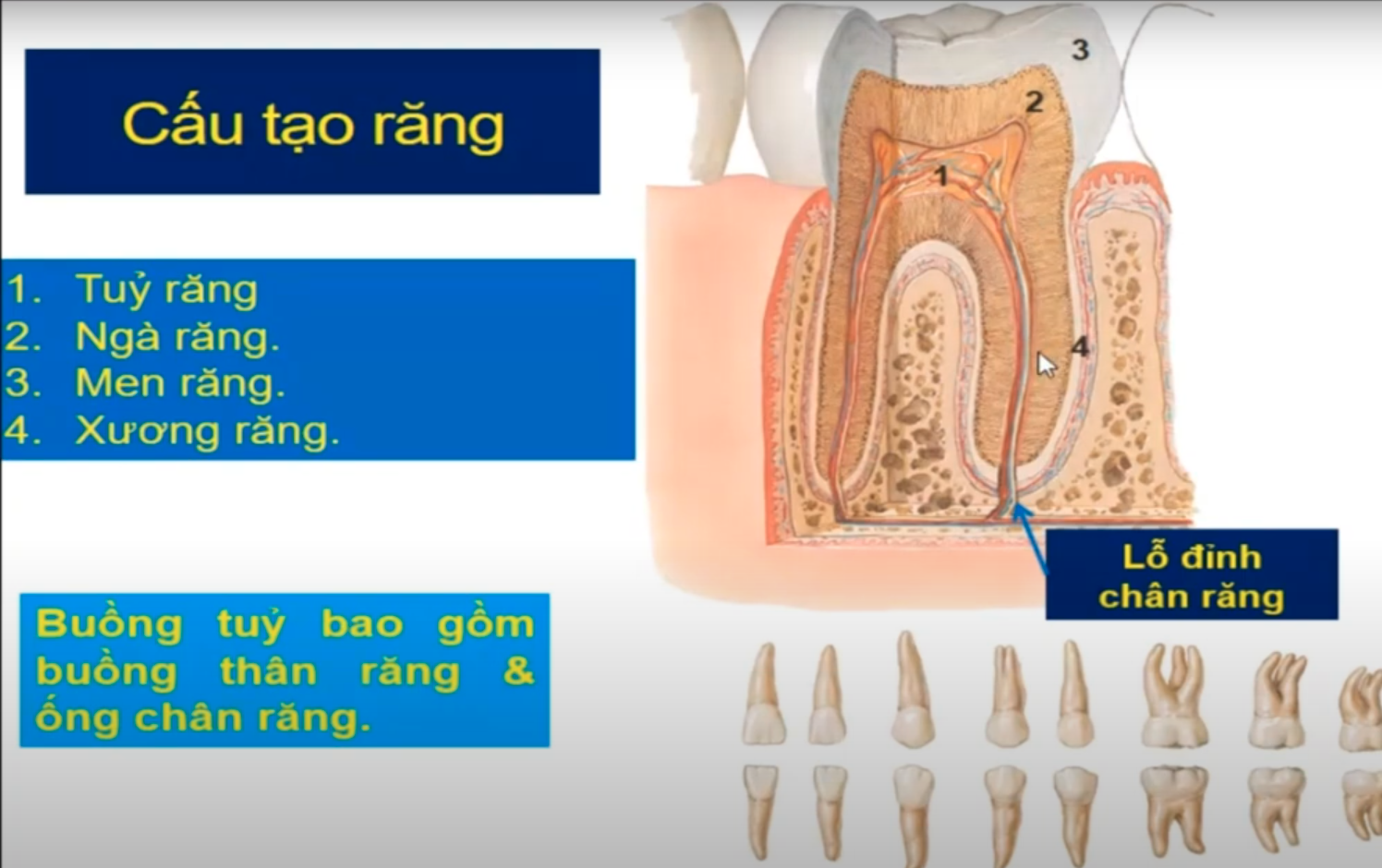 <p>TK, MM, bạch huyết chui vào buồng tuỷ qua chi tiết gì ? </p>