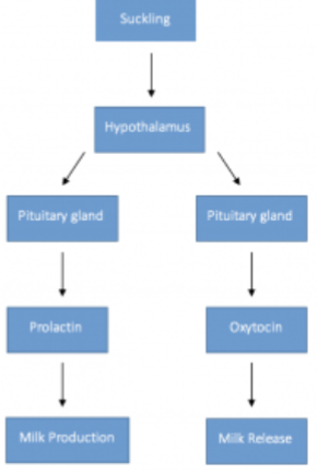 <p>what hormones MAINTAIN lactation</p>