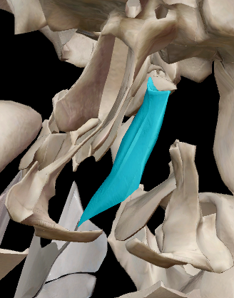 term image