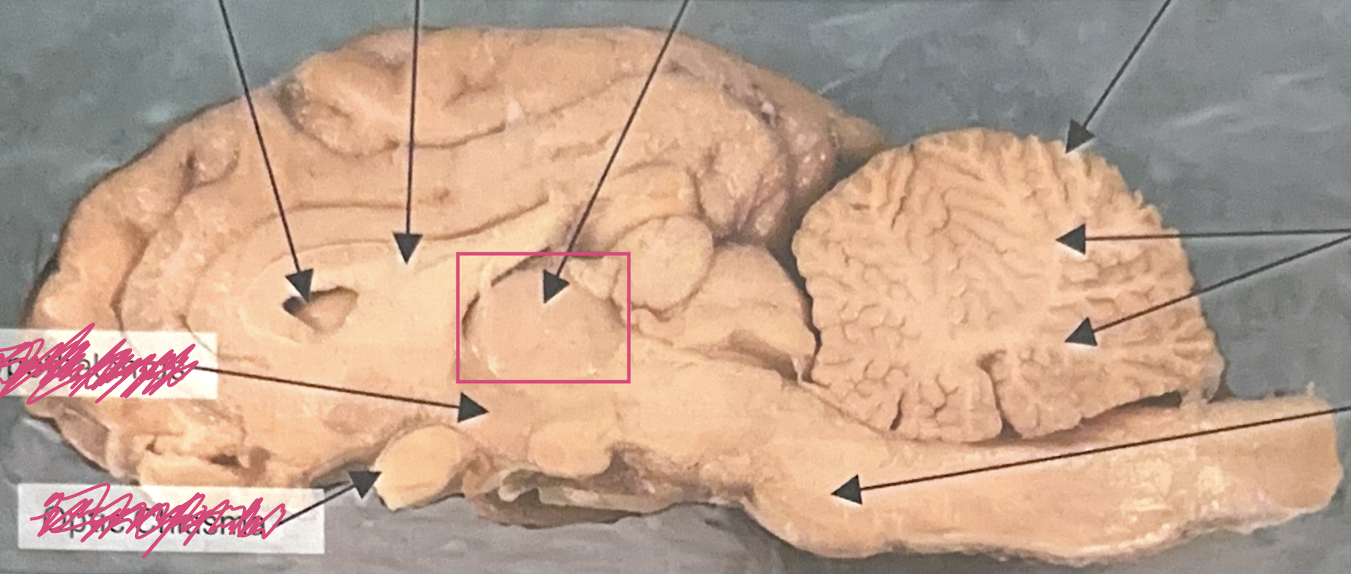 <p>What is this highlighted figure?</p>