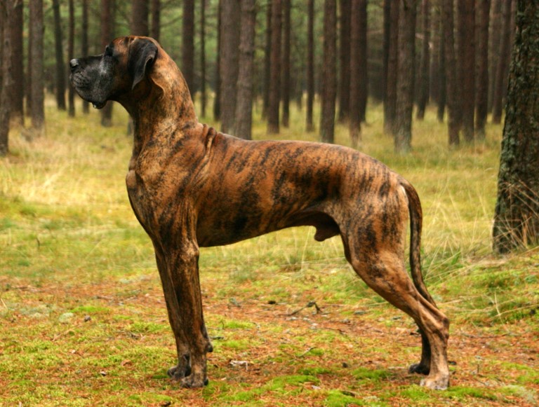 <p>Great Dane</p>