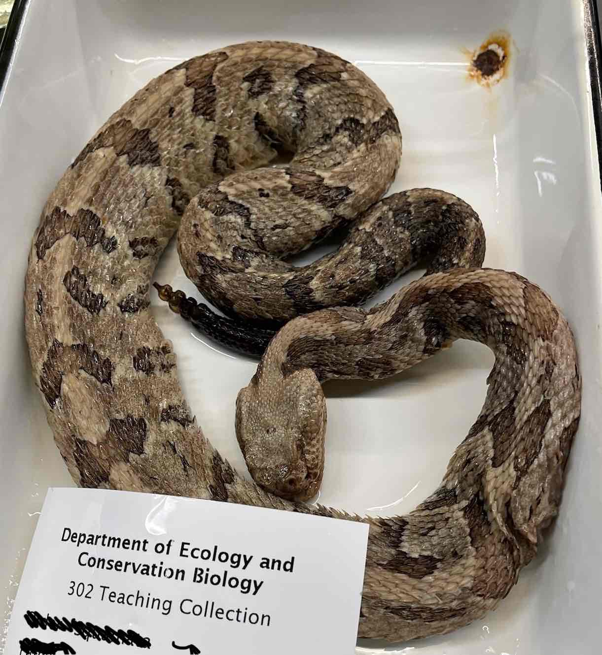 <p>Canebrake rattlesnake</p>