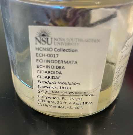 <p>Order: Cidaroida</p><p>Family: Cidaridae</p><p>Eucidaris tribuloides </p>
