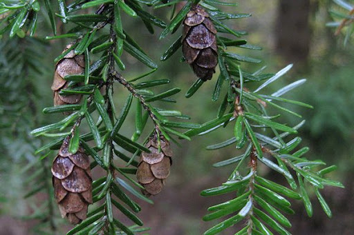 <p>What tree is this?</p>