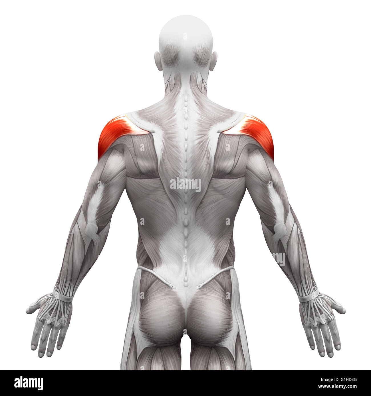 <p>Shoulder Joint Muscle Name:</p>