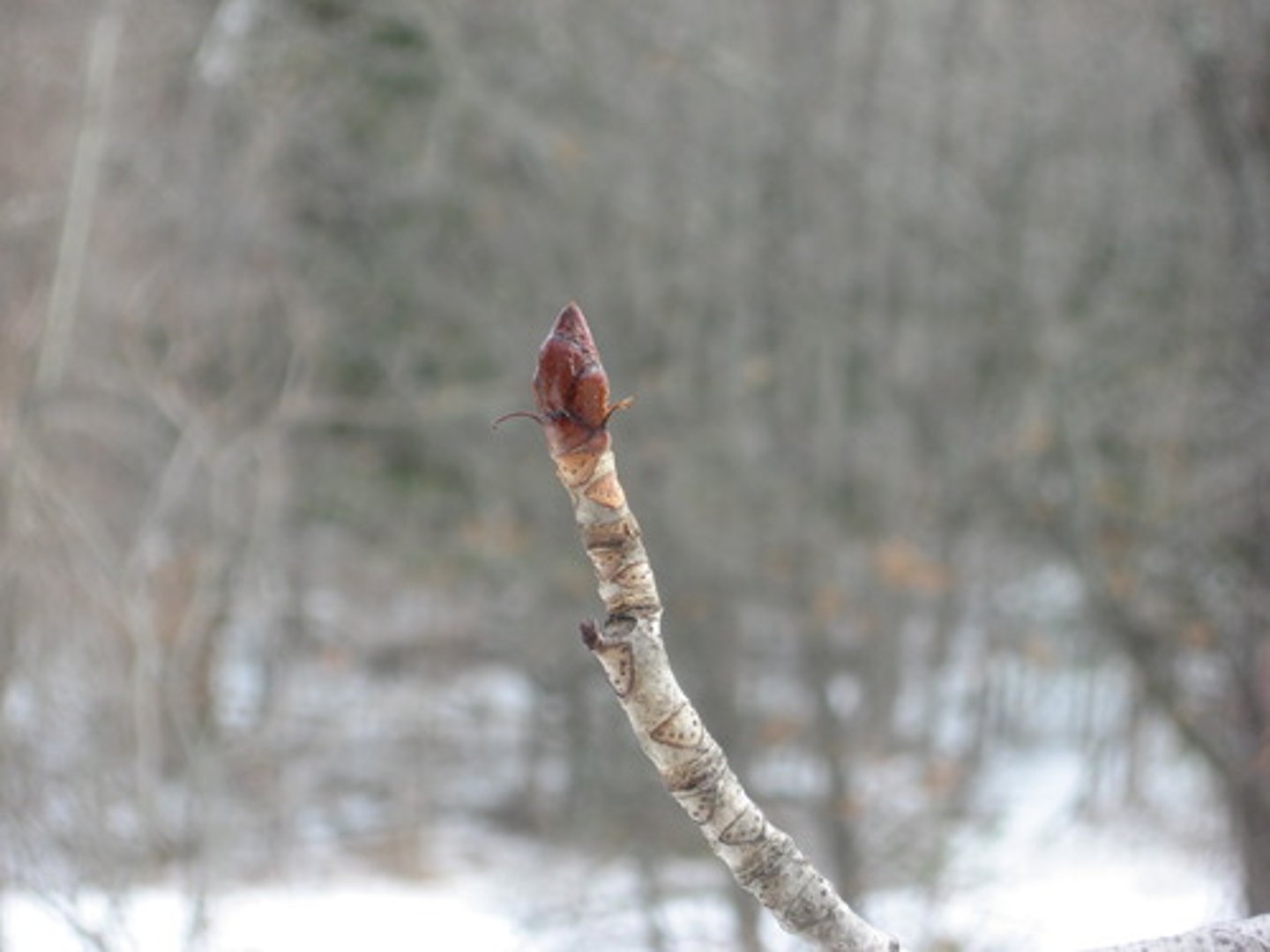 <p>A bud at the tip of a plant stem; also called a terminal bud.</p>