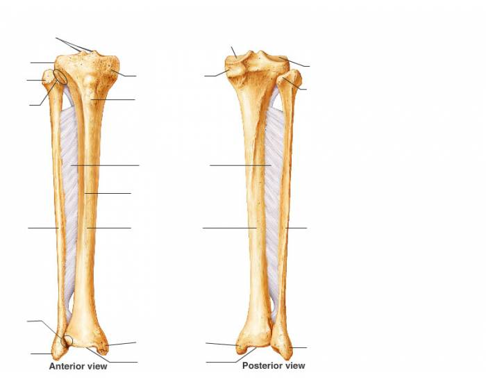 <p>What type of bone marking is found at the epiphysis of the outside ankle bone? (Hint: it’s not on the tibia)</p>