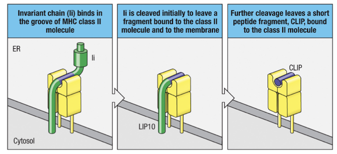 <p>It is cleaved by proteases like cathespsin S to leave behind <strong>CLIP </strong>in the peptide binding domain, MHC-II:CLIP complex</p>
